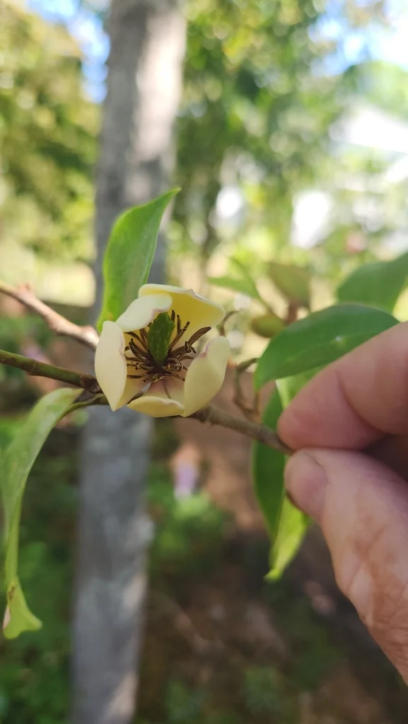 Magnolia Figo