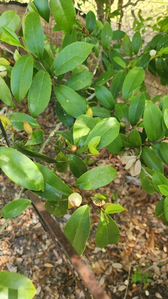 Magnolia Figo