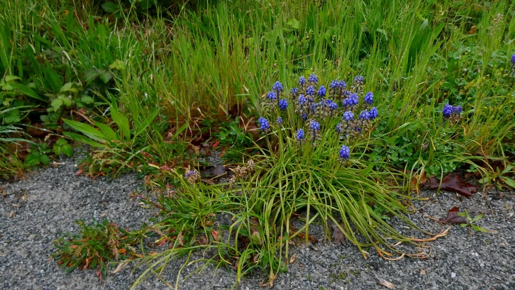 Muscari Armeniacum