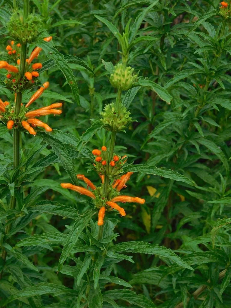 Leonotis Leonurus
