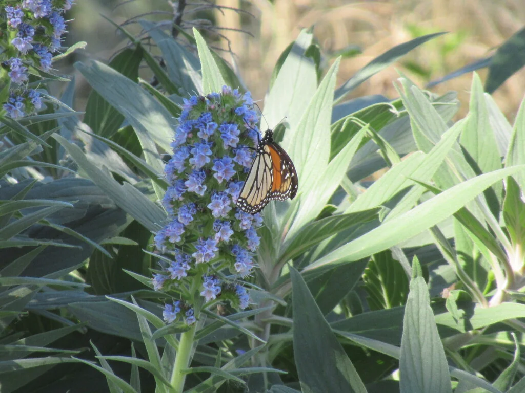 Echium Candicans