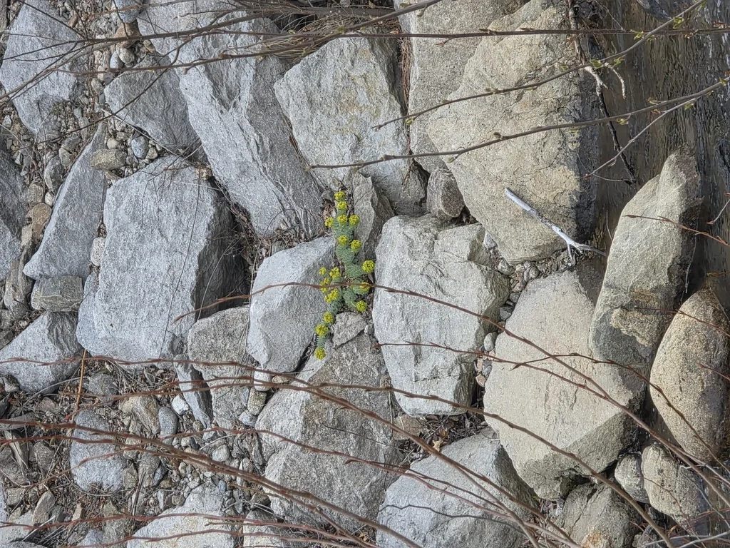 Euphorbia Myrsinites