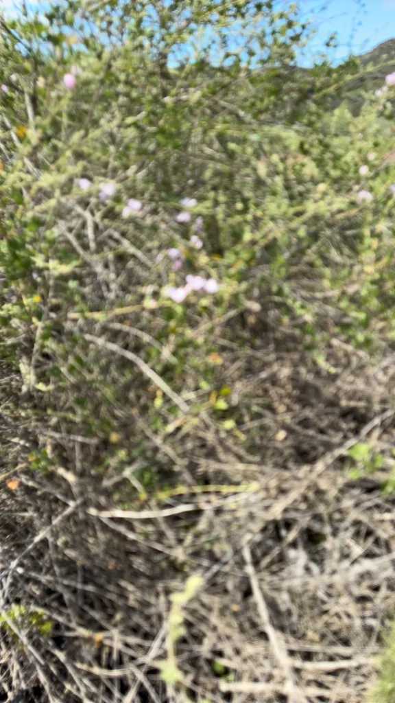 Malacothamnus Fasciculatus