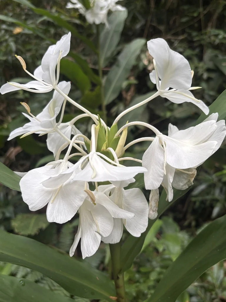 Hedychium Coronarium