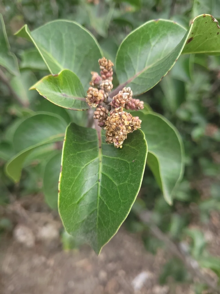 Rhus Ovata