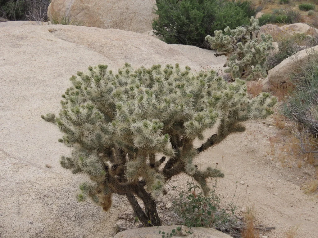 Cylindropuntia Echinocarpa