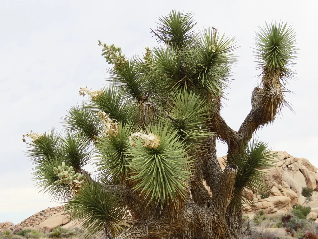 Yucca Brevifolia
