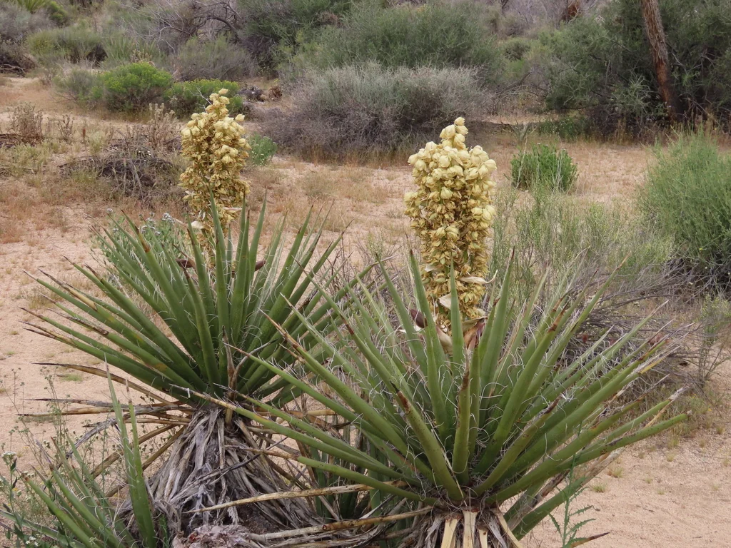Yucca Schidigera