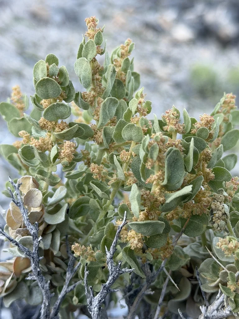 Atriplex Confertifolia
