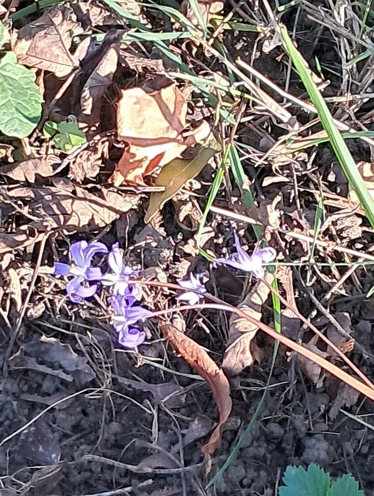 Chionodoxa Forbesii