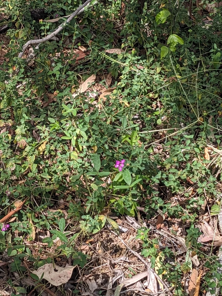 Lantana montevidensis