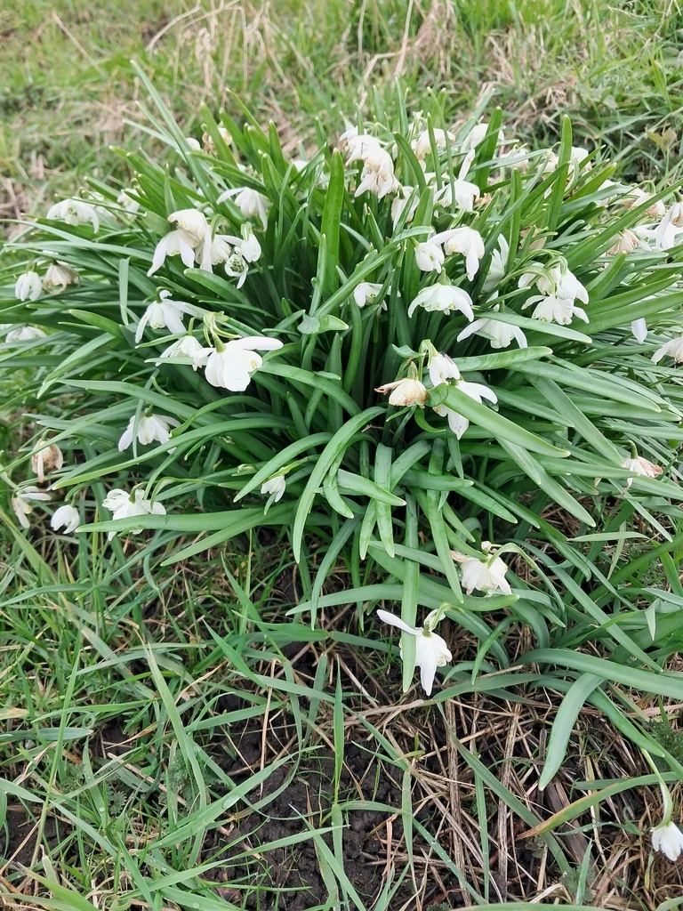 Galanthus Nivalis