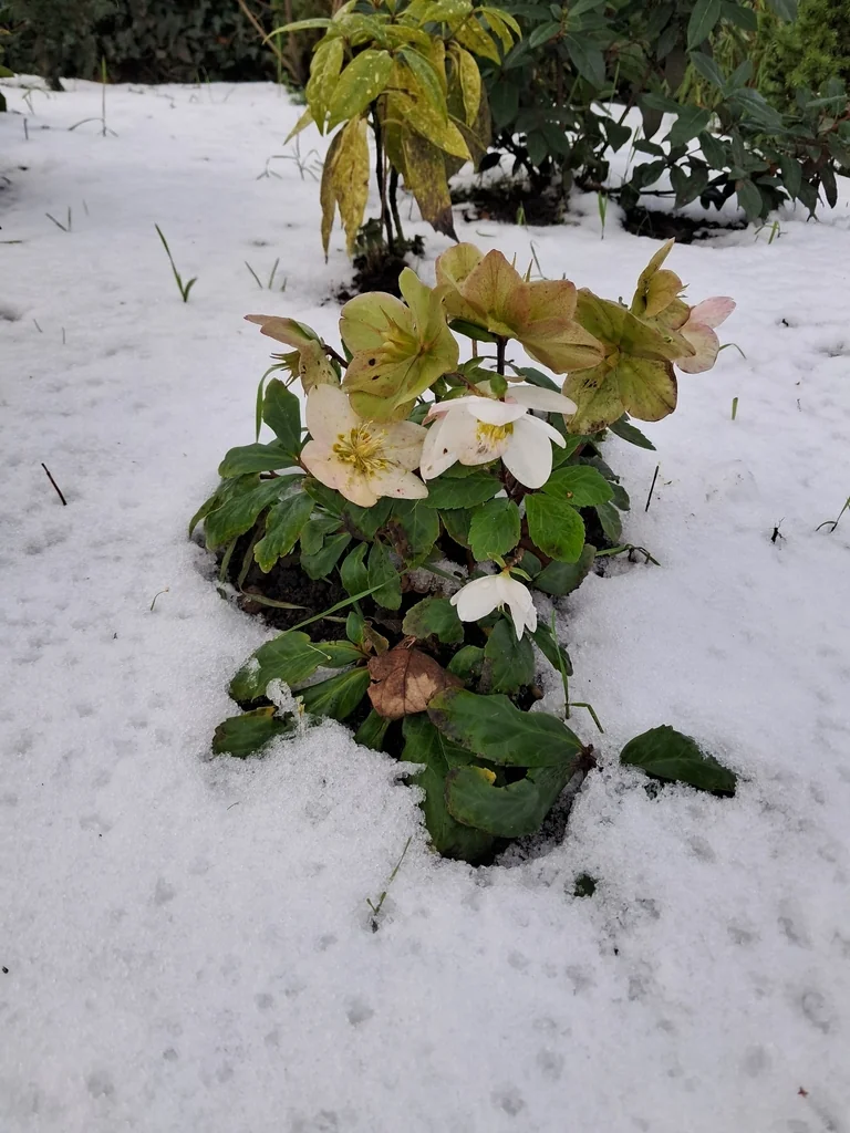 Helleborus Orientalis