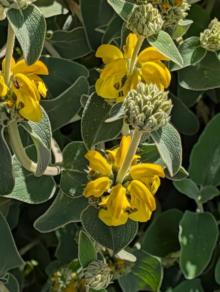 Phlomis Fruticosa