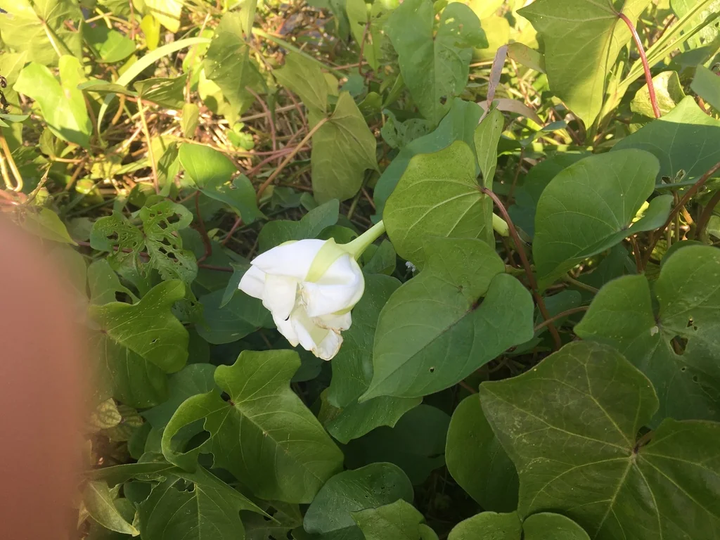 Ipomoea Alba