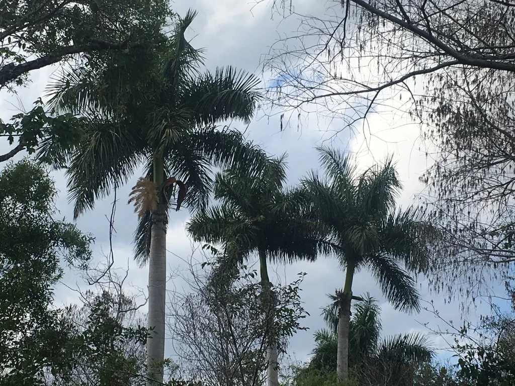 Roystonea Regia