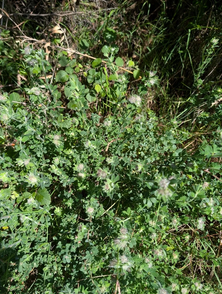 Dorycnium Hirsutum