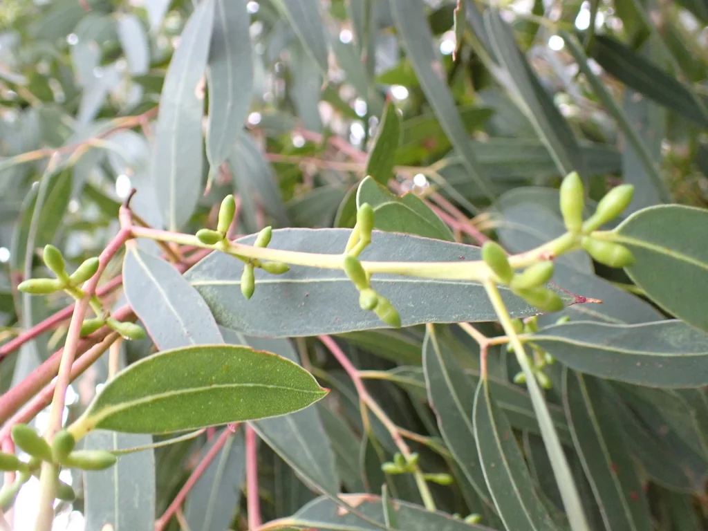 Eucalyptus Viminalis