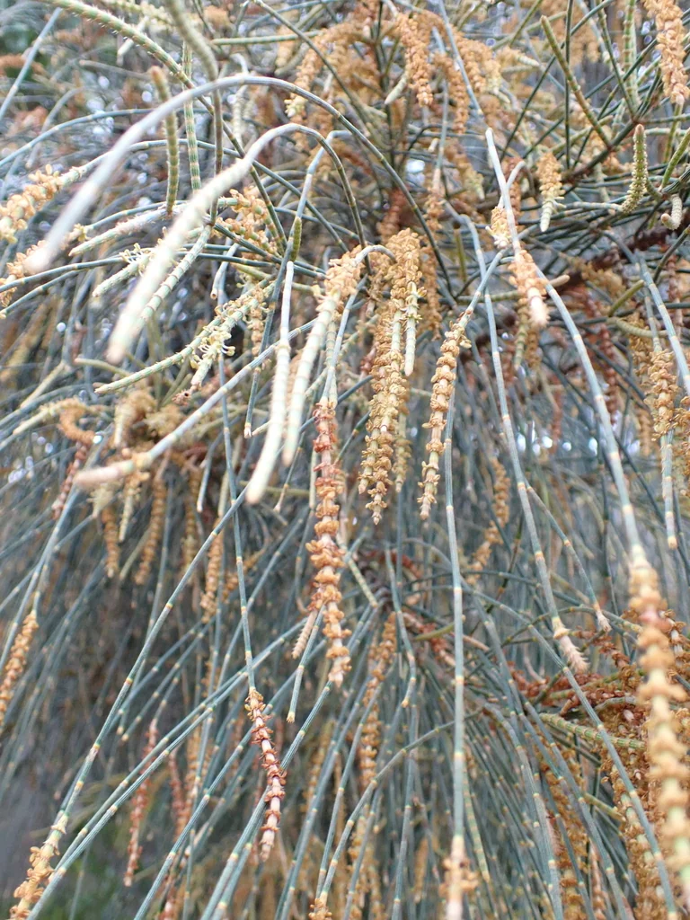 Casuarina stricta