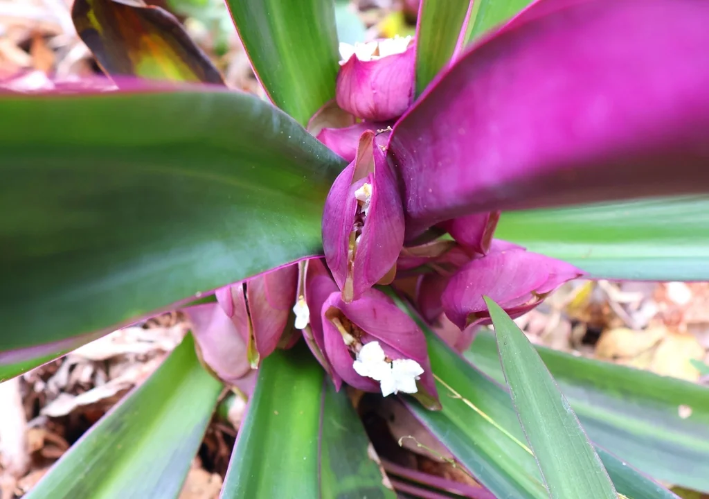 Tradescantia Spathacea