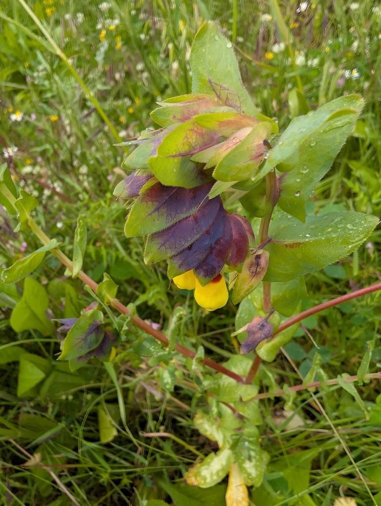 Cerinthe Major