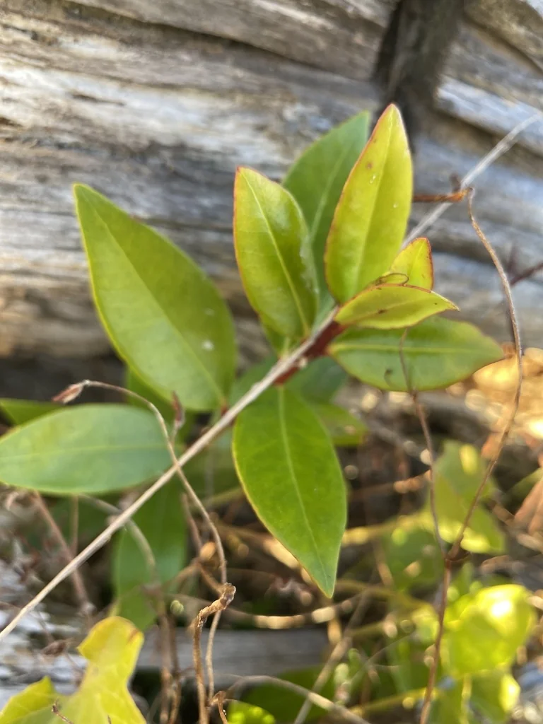 Metrosideros Excelsa