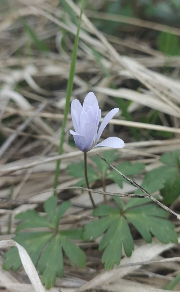 Anemone Blanda
