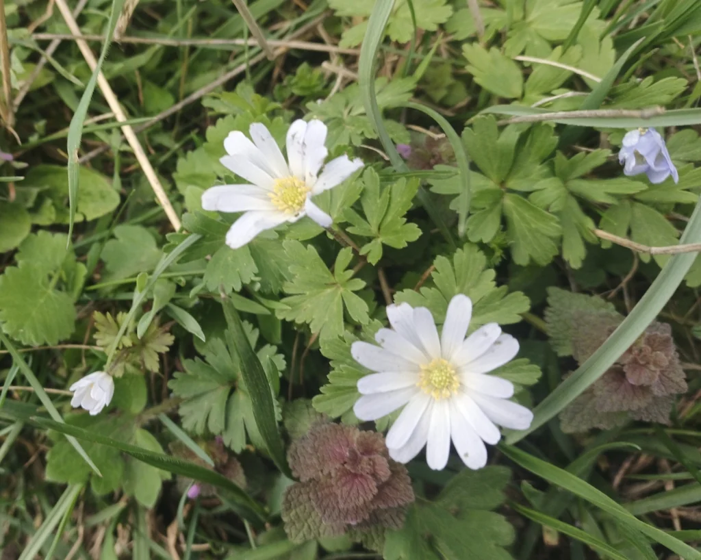 Anemone Blanda
