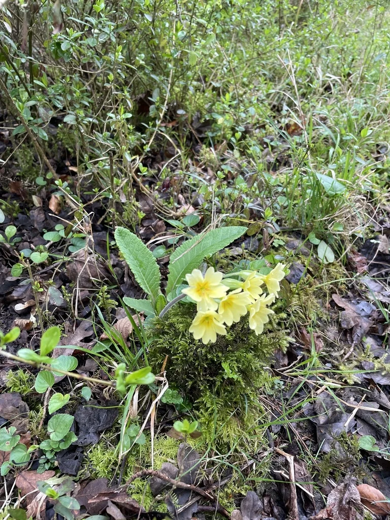 Primula X Polyantha