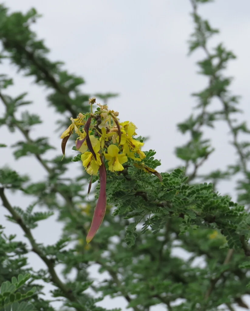 Parkinsonia Praecox
