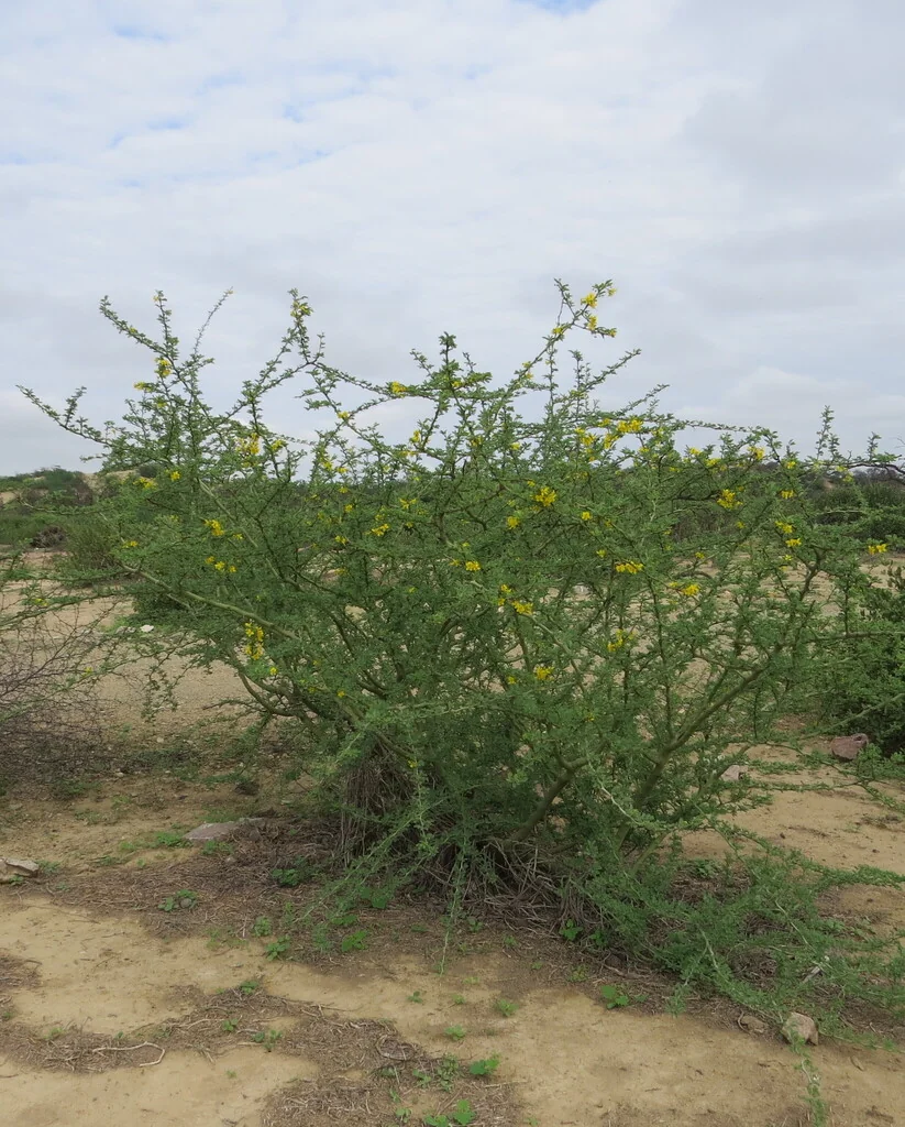 Parkinsonia Praecox