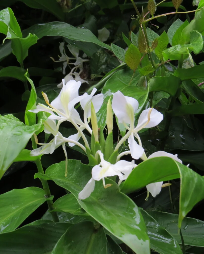 Hedychium Coronarium