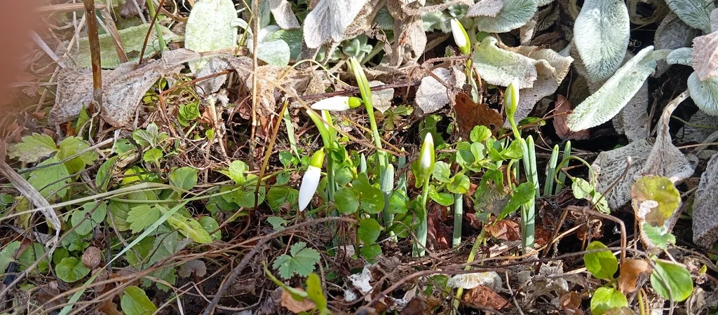 Galanthus Nivalis