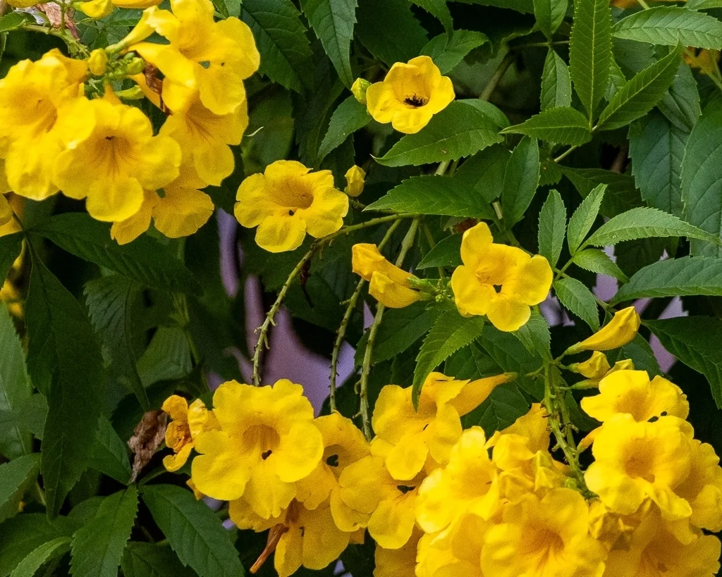 Tecoma Stans