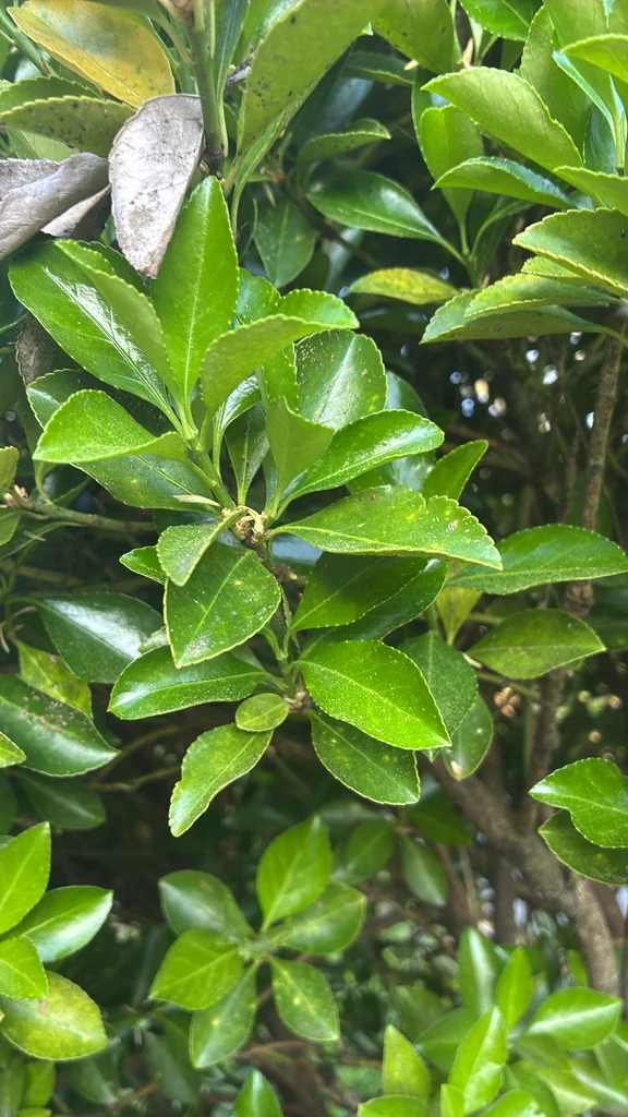 Euonymus Japonicus