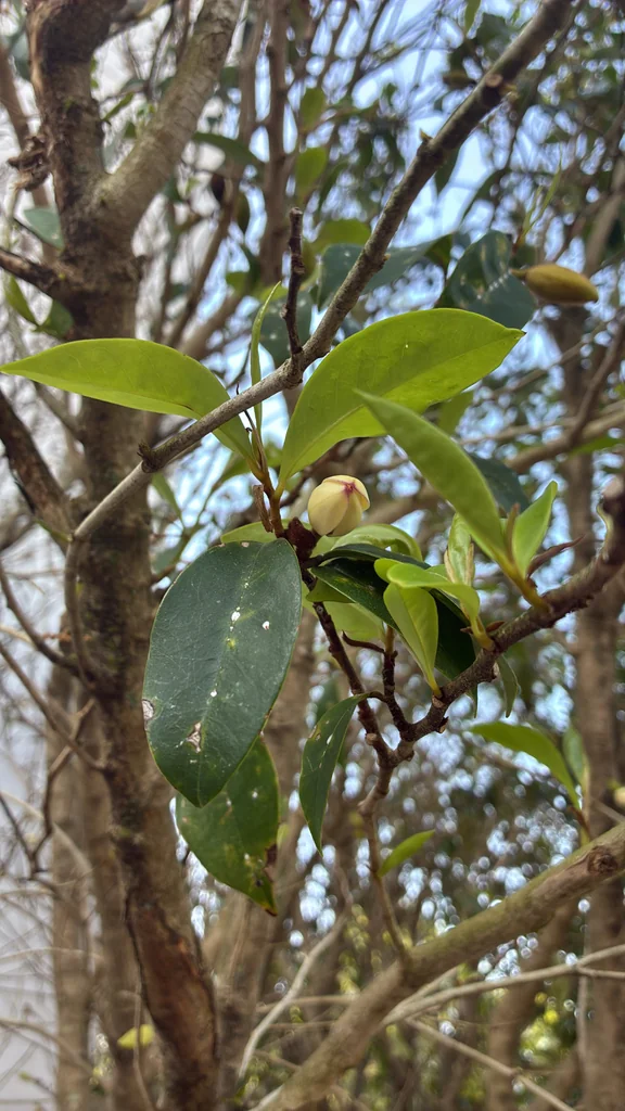 Magnolia Figo