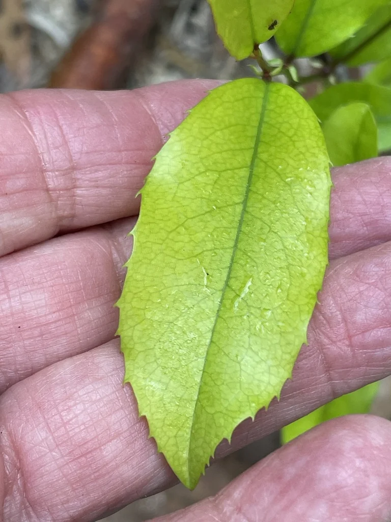 Prunus Caroliniana