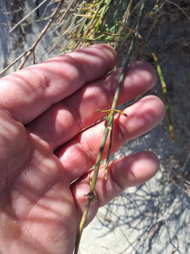 Ephedra Distachya