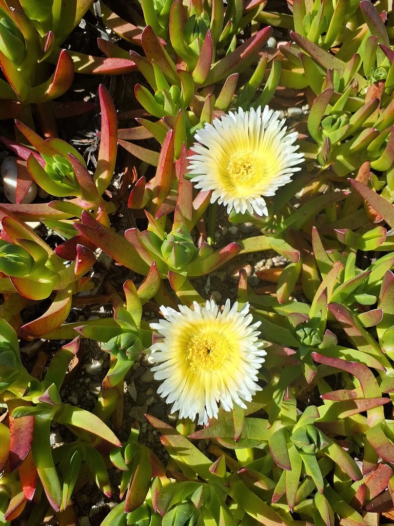 Carpobrotus Edulis