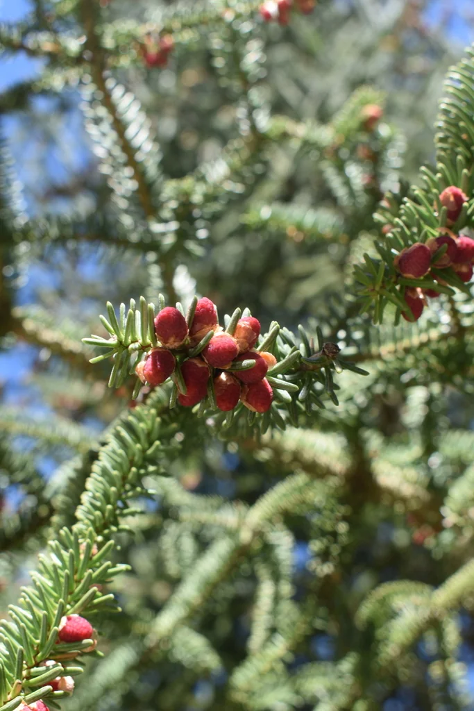 Abies Pinsapo
