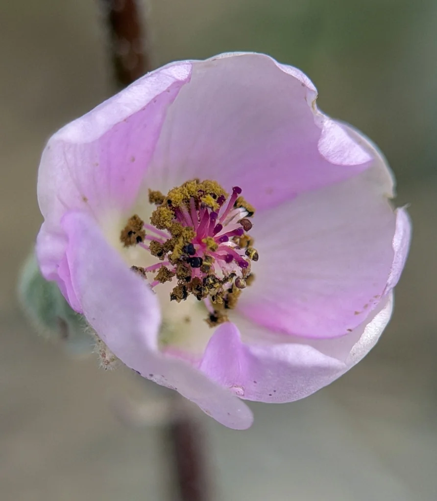 Sphaeralcea Ambigua