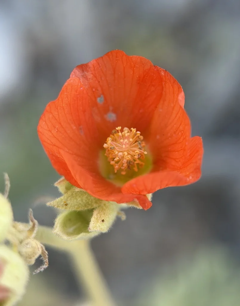 Sphaeralcea Ambigua