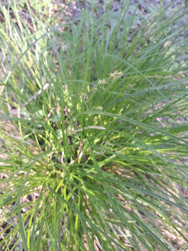 Carex Divulsa
