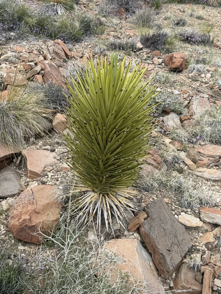 Yucca Brevifolia