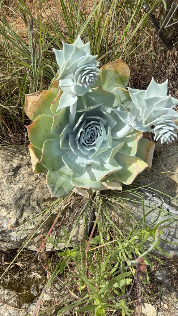 Dudleya Pulverulenta