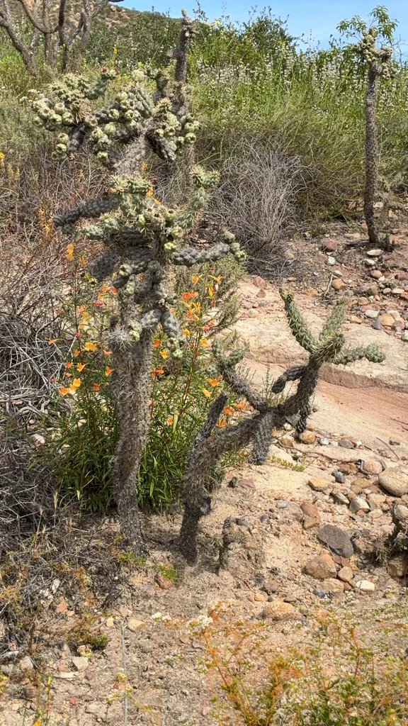 Cylindropuntia prolifera