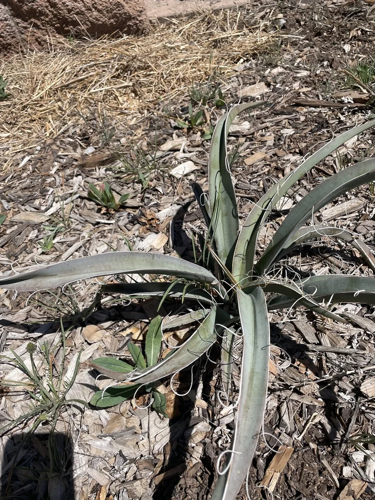 Yucca Baccata