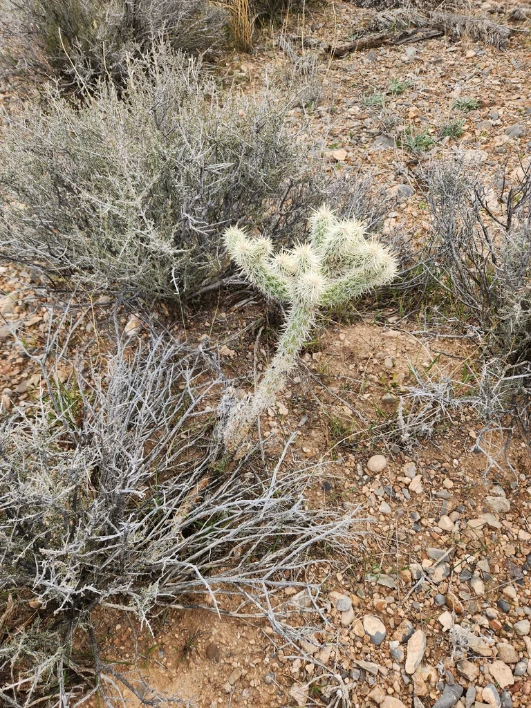 Cylindropuntia Echinocarpa
