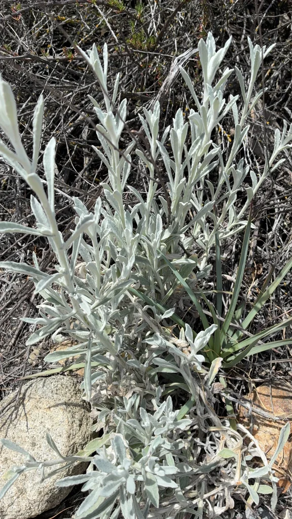 Pseudognaphalium Microcephalum