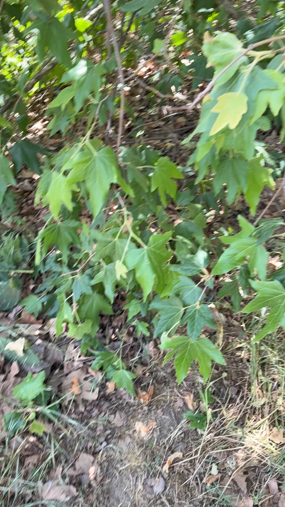 Platanus Racemosa
